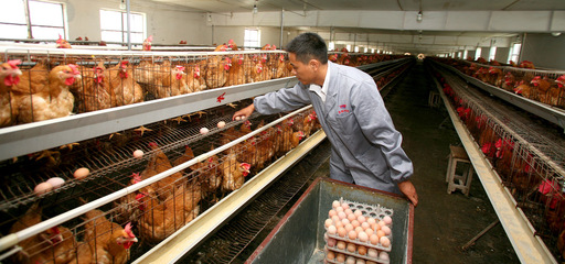 打造品牌優勢，推動特色農產品上行 農產品生產端的戰略思維