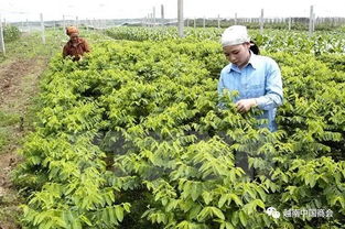 越南河南省 韓國新商機下的農產(chǎn)品生產(chǎn)與加工藍圖